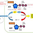 인산칼륨(인산가리)은 잘 쓰면 보약이요, 잘못 쓰면 독이다. 이미지