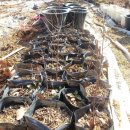 선진농장 이미지