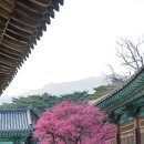 수호농원 | 양산 부산 매화명소 홍매화 경남 꽃구경 드라이브 코스
