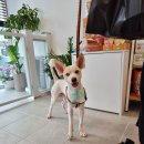 몽비쥬 펫살롱 이미지