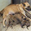 써니애견 이미지