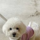 댕댕미장원 이미지