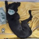 귀엽개 네이버블로그