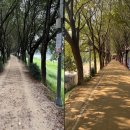 벚나무길 이미지