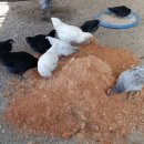 서열농장 이미지