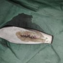 목련동물병원 이미지