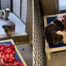 포근하개 이미지