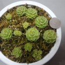 (완료)식충식물 (에셀리아나, 니티둘라) 이미지