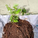 으니농장 이미지