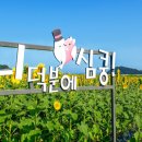 해바라기가맥 이미지