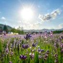 하늬목장 이미지