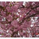 황해통상주식회사 | 경제자유구역 내의 개발사업시행자 지정취소 처분에 대한 취소청구 사례