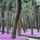 삼학도 이난영공원 입구 이미지