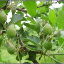 응애농원 이미지