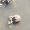 소라줍기 이미지