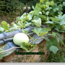 북청물장수 이미지