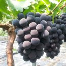 영걸농장 이미지