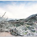 광양농원 이미지