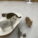 캣플코지눅 시화점 이미지