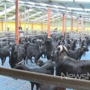 도내흑염소 이미지