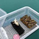 카페인연 - 김포시 양곡2로30번길 30 | 전주 꼬마정글에서 크레스티드게코 입양 후기 🦎 | 테마카페에서 특별한 인연을 만나다