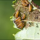 오리나무로 이미지