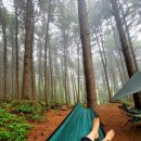 서리산농장 | 가평 서리산 농장 잣나무숲 백패킹 후기(feat. 피톤치드)