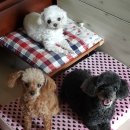 다정하개 이미지