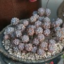 블루빈스 이미지