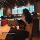 하버드골프연습장 | [홍천/#소노벨 #소노펫 2박3일] 강아지와 밥먹고 차마시고 게임하고 골프치고 숙박하고 모두 다 가능.