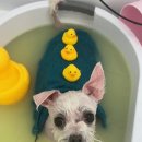 세종애견미용 이미지