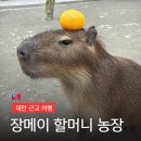 청수농장 | [대만 타이베이 근교 여행] 이란 장메이 아마 농장 (카피바라 먹이 체험 입장권 가격)