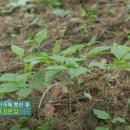 평창산삼마을 영농조합법인