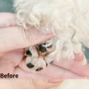 베스트 의정부 애견 미용학원 이미지