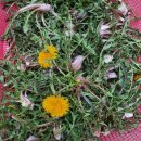 민들레양계장 이미지