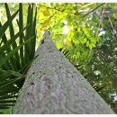 [세종시여행]세종시가볼만한곳[금강수목원]열대온실야생화다육식물[금강수목원]산림박물관 이미지