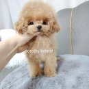 개맘대로 이미지