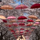 (주)천지인터내셔널트럭 | 260405 고창 나들이(+고창 벚꽃 축제)