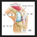 [슬개골연골연화증치료 튼튼병원]"슬개골연골연화증 증상 및 치료방법" 이미지