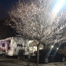 (주)포레스트 카라반 파크 | 구례 카라반 추천｜지리산 포레스트카라반파크 벚꽃 시즌 숙소 후기