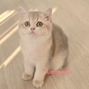 티아나헤어 이미지