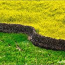 제주돌담 이미지