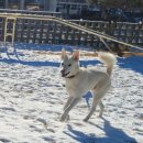 클럽더독스 이미지