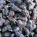 장수생즙건강원 이미지