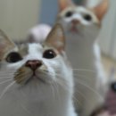 그루밍 시옷 이미지