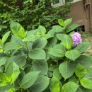 아파트 공터 가꾸기(26.07.21) 이미지