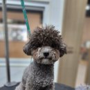 반짝반짝내작은개 이미지