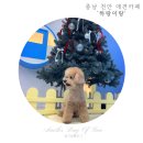 하랑이랑 애견카페 | 충남 천안 애견카페) ‘하랑이랑’ 방문 후기