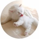 그루밍 나나 네이버블로그