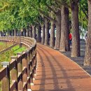 곡교천 은행나무길 이미지